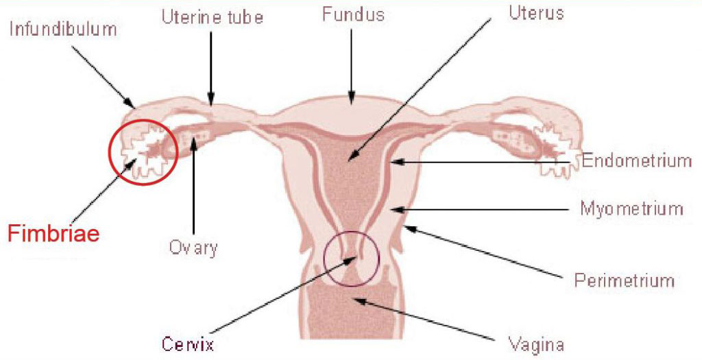 uterus